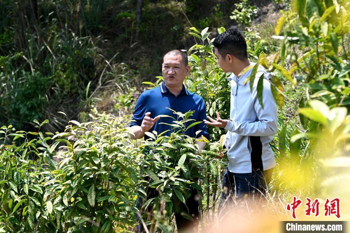 張高漢向參訪者介紹金花茶種植情況?！埥鸫?攝